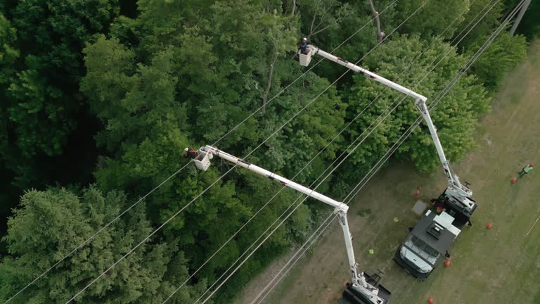 How Our Tree Care Process Works  in Strum, WI